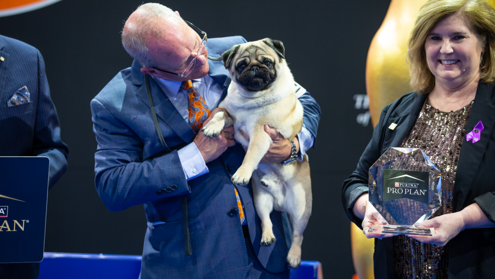 Nbc national dog show hot sale